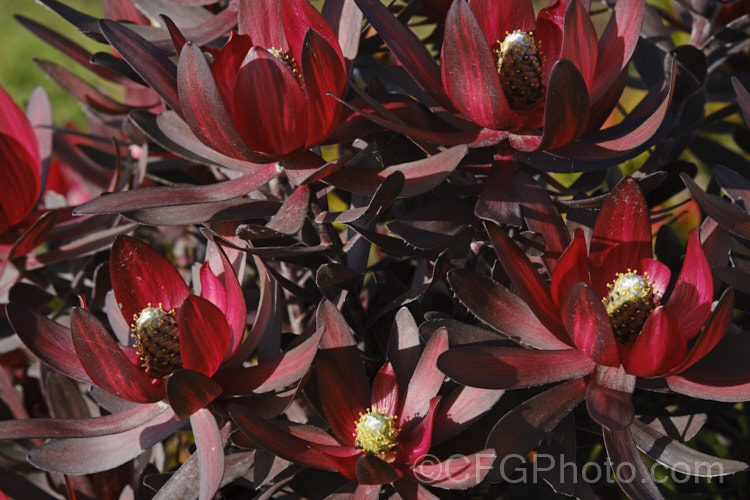 Leucadendron 'Ebony', a very dark purple-bronze foliage selection that was developed from a 'Safari. Sunset' sport. The flower bracts have a red central band and the young foliage is strongly red-tinted. leucadendron-2138htm'>Leucadendron. Order: Proteales</a>