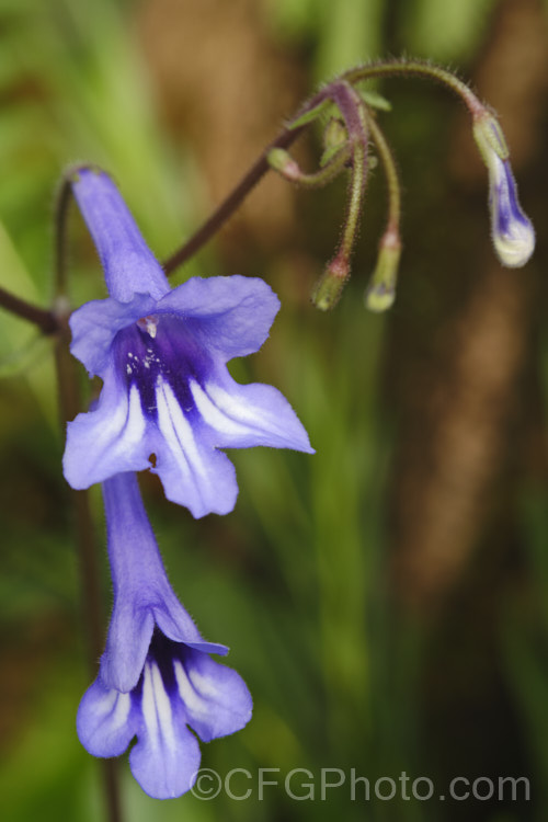 The flowers of Streptocarpus wendlandii, a monocarpic. South African species that has just one very large (up to 75 x 60cm</i>), velvety leaf. Order: Lamiales, Family: Gesneriaceae Order: Lamiales</a>