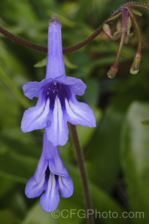 The flowers of Streptocarpus wendlandii, a monocarpic. South African species that has just one very large (up to 75 x 60cm</i>), velvety leaf. Order: Lamiales, Family: Gesneriaceae Order: Lamiales</a>