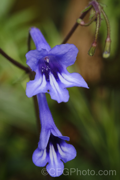 The flowers of Streptocarpus wendlandii, a monocarpic. South African species that has just one very large (up to 75 x 60cm</i>), velvety leaf. Order: Lamiales, Family: Gesneriaceae Order: Lamiales</a>