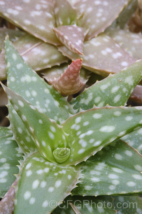 Aloe jucunda, a small, clump-forming succulent native to Somalia. Its white-tipped pink flowers are up to 2cm long and are borne on an unbranched inflorescence around 30cm tall Order: Asparagales, Family: Asphodelaceae Order: Asparagales</a>