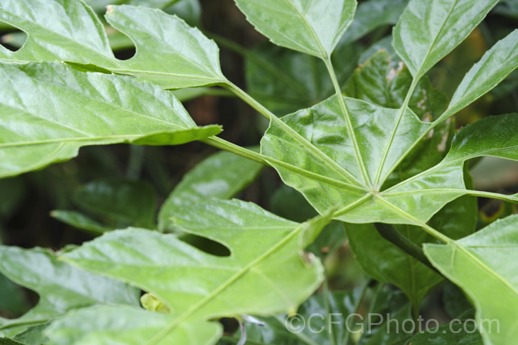 The central are of a leaf of the Snowflake. Tree (<i>Trevesia palmata</i>), a large evergreen shrub or small tree native to tropical Asia, found from India to Thailand and southern China. It is notable for its unusually shaped and divided foliage. The heads of small cream flowers can be quite showy but are often largely hidden among the foliage. trevesia-3365htm'>Trevesia. Order: Apiales, Family: Araliaceae Order: Apiales</a>