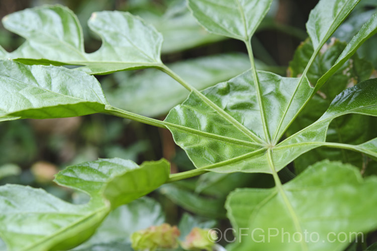 The central are of a leaf of the Snowflake. Tree (<i>Trevesia palmata</i>), a large evergreen shrub or small tree native to tropical Asia, found from India to Thailand and southern China. It is notable for its unusually shaped and divided foliage. The heads of small cream flowers can be quite showy but are often largely hidden among the foliage. trevesia-3365htm'>Trevesia. Order: Apiales, Family: Araliaceae Order: Apiales</a>