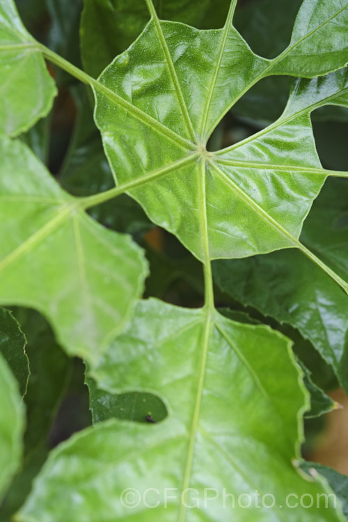 The central are of a leaf of the Snowflake. Tree (<i>Trevesia palmata</i>), a large evergreen shrub or small tree native to tropical Asia, found from India to Thailand and southern China. It is notable for its unusually shaped and divided foliage. The heads of small cream flowers can be quite showy but are often largely hidden among the foliage. trevesia-3365htm'>Trevesia. Order: Apiales, Family: Araliaceae Order: Apiales</a>