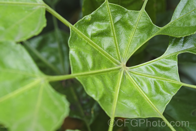 The central are of a leaf of the Snowflake. Tree (<i>Trevesia palmata</i>), a large evergreen shrub or small tree native to tropical Asia, found from India to Thailand and southern China. It is notable for its unusually shaped and divided foliage. The heads of small cream flowers can be quite showy but are often largely hidden among the foliage. trevesia-3365htm'>Trevesia. Order: Apiales, Family: Araliaceae Order: Apiales</a>