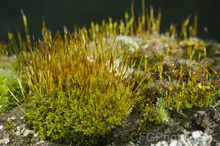 Wall Screw Moss (<i>Tortula muralis</i>), a widespread species of moss that is often found ground on rocks, paths, walls and bare earth. Bright green when moist, it runs a light grey-brown when dry. The moss can carpet quite large areas and the fruiting bodies are up to 15mm high. tortula-3684htm'>Tortula. <a href='pottiaceae-plant-family-photoshtml'>Pottiaceae</a>. Order: Pottiales</a>