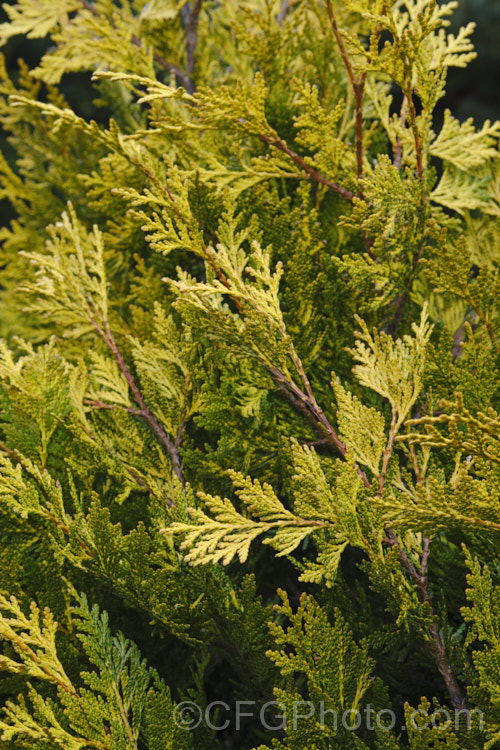 Thuja plicata 'StonehamGold', a cultivar of the Western Red Cedar of western North America. The species can reach 70m tall but 'StonehamGold' is slow growing and unlikely to exceed 5m tall Its foliage is green to bronze green with large patches of gold near the tips of the foliage sprays. Order: Pinales, Family: Cupressaceae Order: Pinales</a>