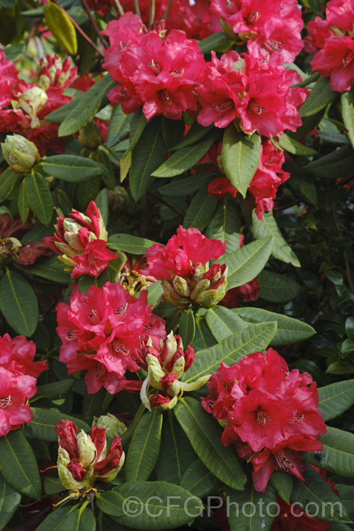 Rhododendron 'Cornubia' ('Blood. Red' x Rhododendron shilsonii</i>), a very early-flowering tree-sized hybrid raised by Barclay-Fox of Britain around 1912. It can put on a spectacular display but is at risk because blooming so early means that the flower show is often cut short by frost