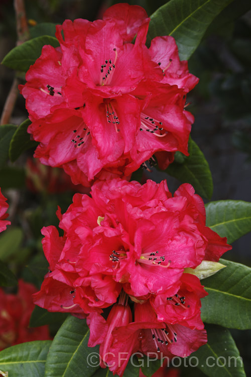 Rhododendron 'Cornubia' ('Blood. Red' x Rhododendron shilsonii</i>), a very early-flowering tree-sized hybrid raised by Barclay-Fox of Britain around 1912. It can put on a spectacular display but is at risk because blooming so early means that the flower show is often cut short by frost