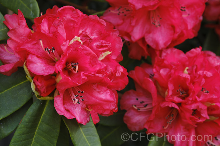 Rhododendron 'Cornubia' ('Blood. Red' x Rhododendron shilsonii</i>), a very early-flowering tree-sized hybrid raised by Barclay-Fox of Britain around 1912. It can put on a spectacular display but is at risk because blooming so early means that the flower show is often cut short by frost