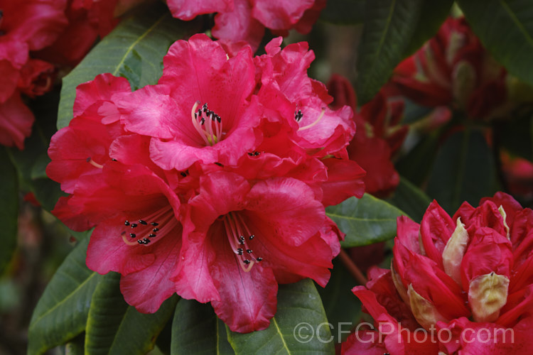 Rhododendron 'Cornubia' ('Blood. Red' x Rhododendron shilsonii</i>), a very early-flowering tree-sized hybrid raised by Barclay-Fox of Britain around 1912. It can put on a spectacular display but is at risk because blooming so early means that the flower show is often cut short by frost