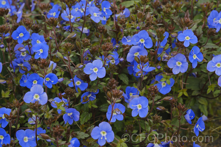 Veronica peduncularis 'Oxford. Blue', a deep blue, spring-flowering cultivar of a low, spreading perennial native to southeast Russia, Ukraine and the Caucasus