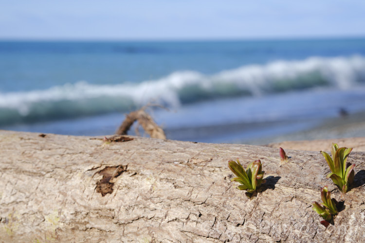 Crack Willow (<i>Salix fragilis</i>) with young shoots, even though this is an uprooted tree that has spent many days in the sea before being washed up on a beach. This is testament to the resilience of this often rather dome-shaped, 15-25m tall, deciduous tree that occurs naturally in Europe and Central Asia. The name. Crack Willow comes from the brittle young twigs, which snap easily. Order: Malpighiales, Family: Salicaceae Order: Malpighiales</a>