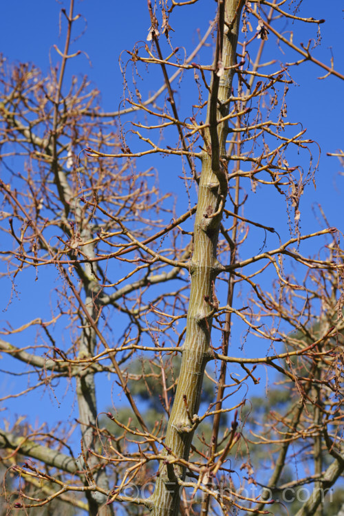 Snakebark Maple (<i>Acer davidii</i>), a 15m tall Chinese deciduous tree notable for its grey-green bark, which is heavily overlaid with white and pale grey striping. The golden young twigs add some extra winter colour. Order: Sapindales, Family: Sapindaceae