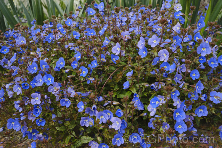 Veronica peduncularis 'Oxford. Blue', a deep blue, spring-flowering cultivar of a low, spreading perennial native to southeast Russia, Ukraine and the Caucasus