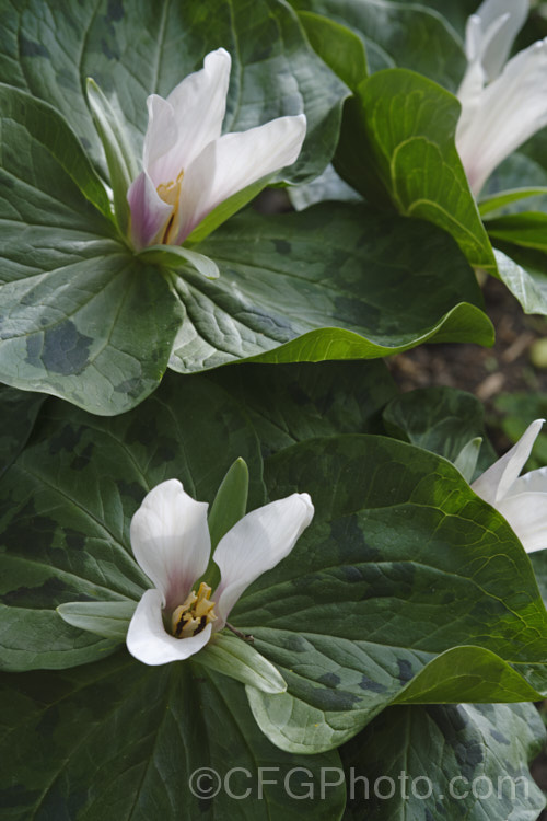 Giant Trillium (<i>Trillium chloropetalum</i>). Often confused with Trillium sessile, this 20-65cm tall perennial occurs in many forms in the western United States. White forms may be hybrids with Trillium albidum. trillium-2304htm'>Trillium. <a href='melanthiaceae-plant-family-photoshtml'>Melanthiaceae</a>. Order: Liliales</a>