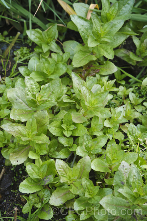 Water. Speedwell or Brook. Pimpernel (<i>Veronica anagallis-aquatica</i>), a marginal pond plant with decumbent stems that strike roots as the spread. It is a perennial that is so widely naturalised that its true native range is difficult to establish. Its spikes of tiny pale blue flowers open in summer. The stems can grow to over 1m tall