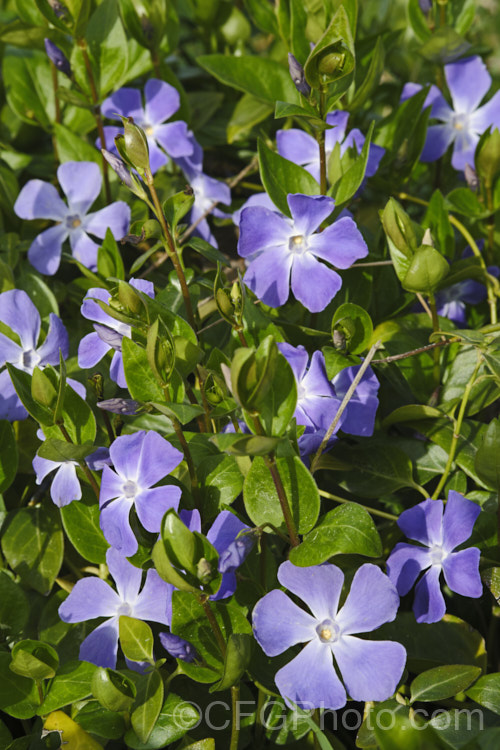 Periwinkle (<i>Vinca major</i>), a spreading, rather vine-like evergreen perennial native to western Asia. It flowers most heavily in spring and is usually regarded as a tolerable weed in semiwild gardens rather than a plant to be cultivated. It is very similar to but slightly larger in all respects than Lesser Periwinkle (<i>Vinca minor</i>). vinca-3390htm'>Vinca. Order: Gentianales, Family: Apocynaceae Order: Gentianales</a>
