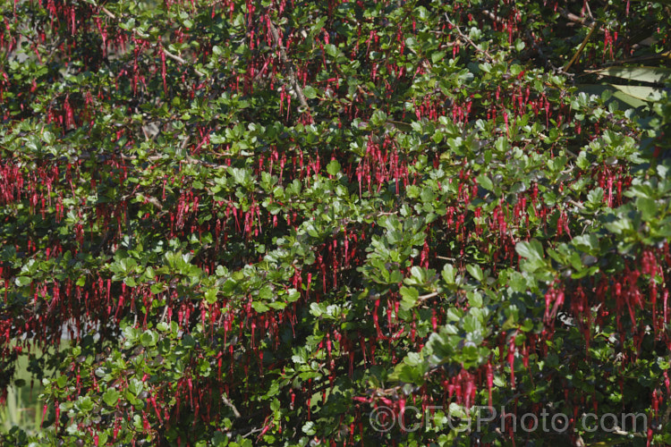 Fuchsia. Flowering Gooseberry or Evergreen Currant (<i>Ribes speciosum</i>), a late winter- to early spring-flowering, 3m high and wide, evergreen shrub native to the coastal ranges of California and Baja. California. It has glossy foliage, fiercely spiny stems, bristly flowers, and the orange-red fruits are also bristly