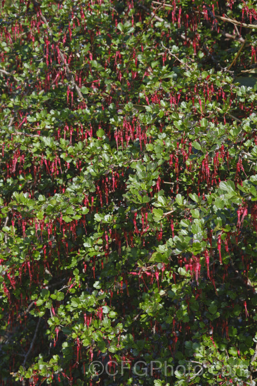 Fuchsia. Flowering Gooseberry or Evergreen Currant (<i>Ribes speciosum</i>), a late winter- to early spring-flowering, 3m high and wide, evergreen shrub native to the coastal ranges of California and Baja. California. It has glossy foliage, fiercely spiny stems, bristly flowers, and the orange-red fruits are also bristly
