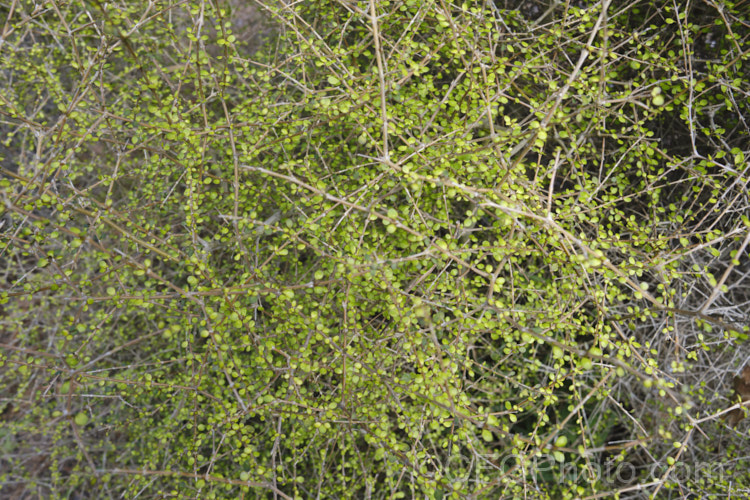 Coprosma virescens, an evergreen shrub up to 8m tall, native to New Zealand with a scattered distribution in both main islands, mainly in the east. It has a strongly divaricating growth habit, tangled orange-brown stems and small leaves. The flowers are minute but those on female plants are followed by small, black-spotted, white fruits. Order: Gentianales, Family: Rubiaceae Order: Gentianales</a>
