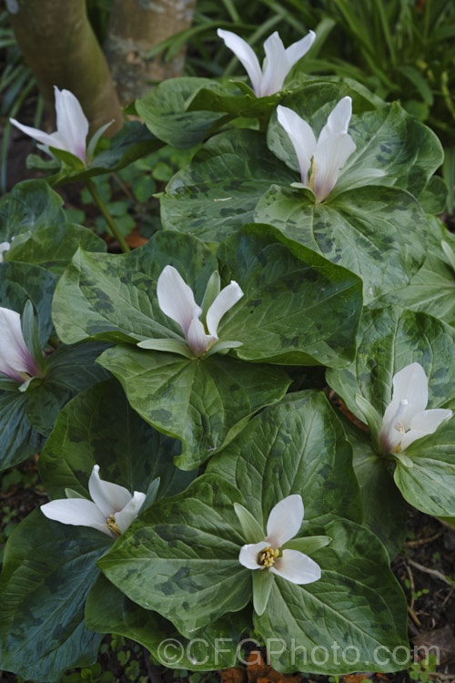 Giant Trillium (<i>Trillium chloropetalum</i>). Often confused with Trillium sessile, this 20-65cm tall perennial occurs in many forms in the western United States. White forms may be hybrids with Trillium albidum