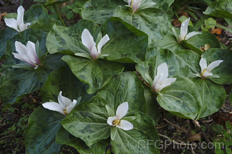 Giant Trillium (<i>Trillium chloropetalum</i>). Often confused with Trillium sessile, this 20-65cm tall perennial occurs in many forms in the western United States. White forms may be hybrids with Trillium albidum