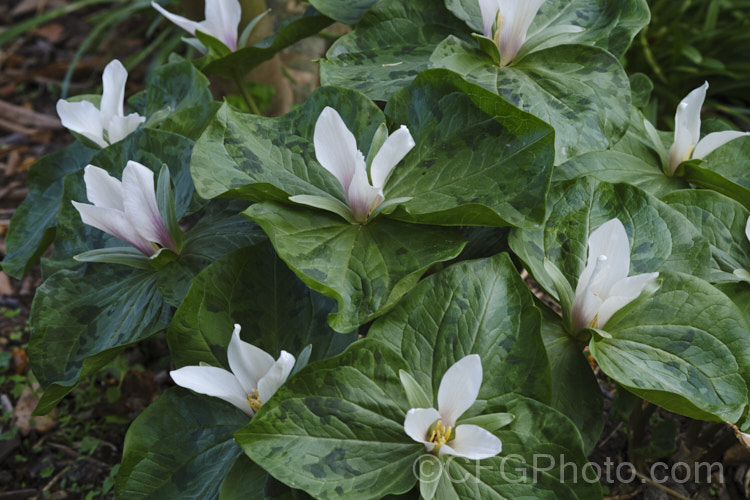 Giant Trillium (<i>Trillium chloropetalum</i>). Often confused with Trillium sessile, this 20-65cm tall perennial occurs in many forms in the western United States. White forms may be hybrids with Trillium albidum