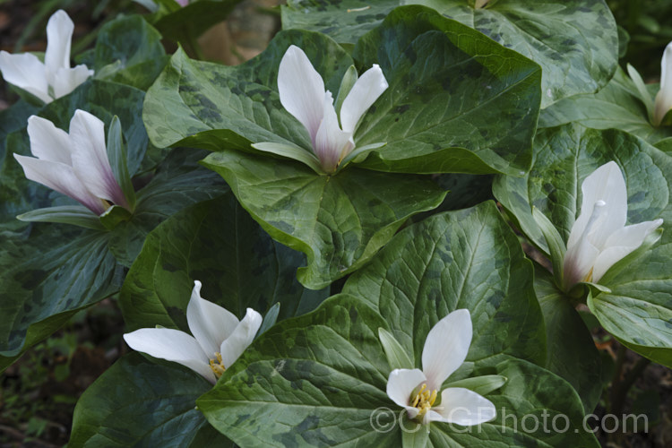 Giant Trillium (<i>Trillium chloropetalum</i>). Often confused with Trillium sessile, this 20-65cm tall perennial occurs in many forms in the western United States. White forms may be hybrids with Trillium albidum