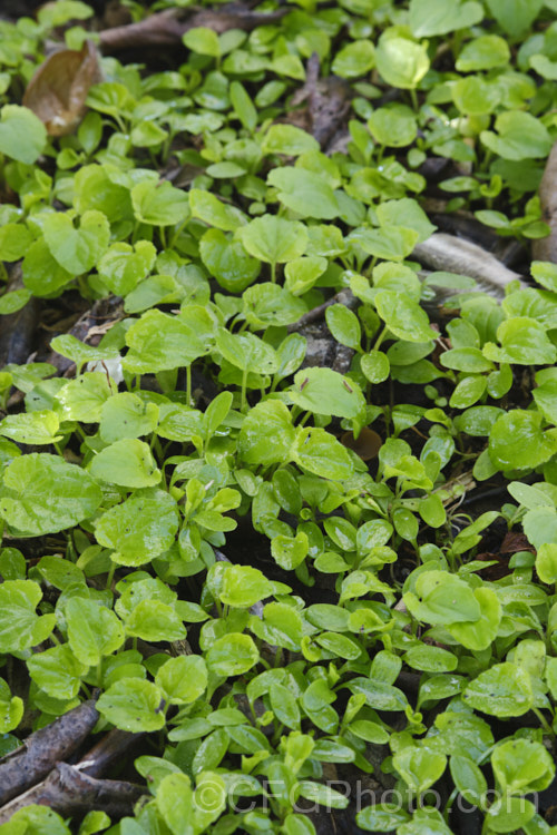 Seedlings of Sweet Violet (<i>Viola odorata</i>), a low-growing, stoloniferous, spring-flowering. European perennial. The flowers are sweetly scented, and the fragrance is widely used in perfumes. This species has the potential to be invasive