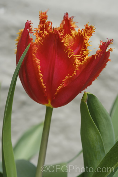 Tulipa 'Fabio', a division 7. Fringed tulip registered in 1998 by Vertuco. Its flower stems are around 45cm tall. The flowers are a bright red with a gold fringe and irregular tiny gold spots