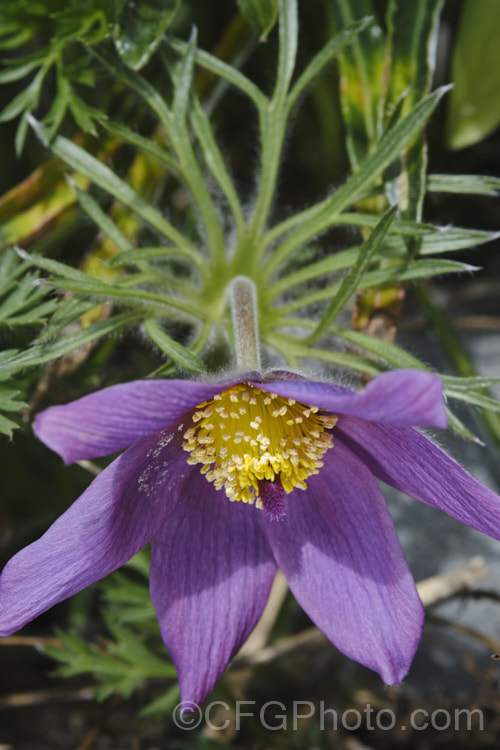 Pasque. Flower (<i>Pulsatilla vulgaris</i>), a popular spring-flowering rockery perennial that occurs naturally over much of northern Europe from Britain to Siberia. The flowers occur mainly in mauve to purple shades, but garden cultivars extend the colour range to include white, pink and red