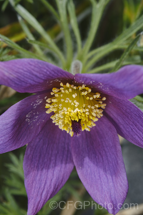 Pasque. Flower (<i>Pulsatilla vulgaris</i>), a popular spring-flowering rockery perennial that occurs naturally over much of northern Europe from Britain to Siberia. The flowers occur mainly in mauve to purple shades, but garden cultivars extend the colour range to include white, pink and red