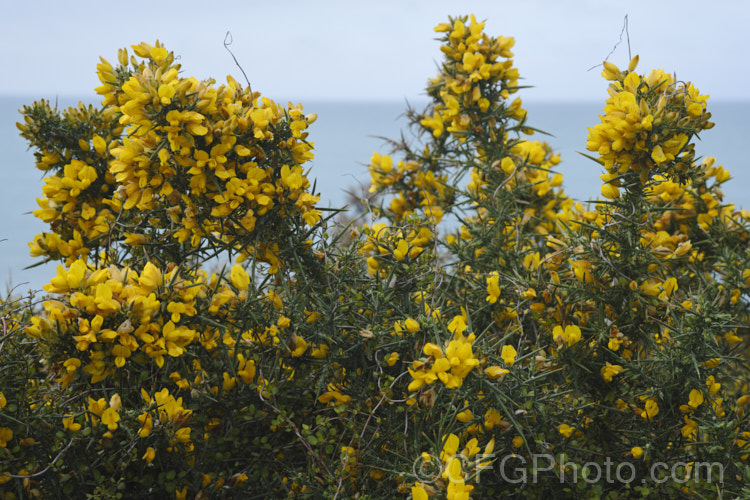 Gorse or Furze (<i>Ulex europaeus</i>), a mainly spring-flowering, usually leafless and very thorny leguminous shrub native to western Europe. Its fragrant, golden yellow flowers are attractive, but gorse is invasive and has become a weed in many parts of the world. In New Zealand it was imported for farm hedging, but has run rampant through most of the country