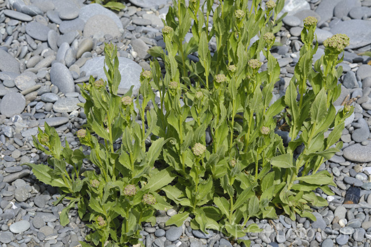 Field Pennycress (<i>Thlaspi arvense</i>), a Eurasian hardy annual that has become a minor weed in temperate to subarctic regions. It can reach 60cm tall but is often smaller and much of the plant is made up of seedheads. Although considered to be a weed, it has some potential as a source of bio-diesel