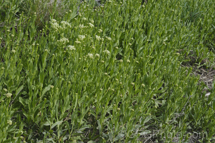 Field Pennycress (<i>Thlaspi arvense</i>), a Eurasian hardy annual that has become a minor weed in temperate to subarctic regions. It can reach 60cm tall but is often smaller and much of the plant is made up of seedheads. Although considered to be a weed, it has some potential as a source of bio-diesel