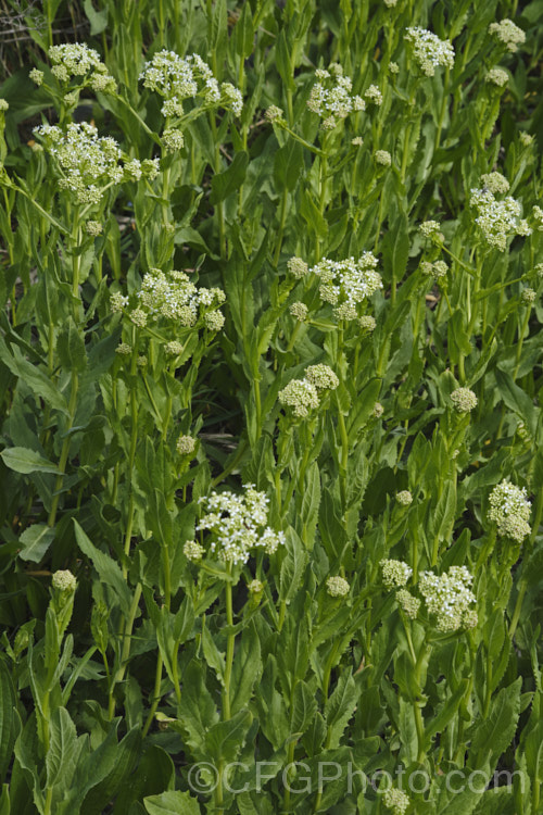 Field Pennycress (<i>Thlaspi arvense</i>), a Eurasian hardy annual that has become a minor weed in temperate to subarctic regions. It can reach 60cm tall but is often smaller and much of the plant is made up of seedheads. Although considered to be a weed, it has some potential as a source of bio-diesel