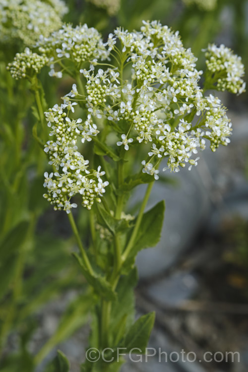 Field Pennycress (<i>Thlaspi arvense</i>), a Eurasian hardy annual that has become a minor weed in temperate to subarctic regions. It can reach 60cm tall but is often smaller and much of the plant is made up of seedheads. Although considered to be a weed, it has some potential as a source of bio-diesel