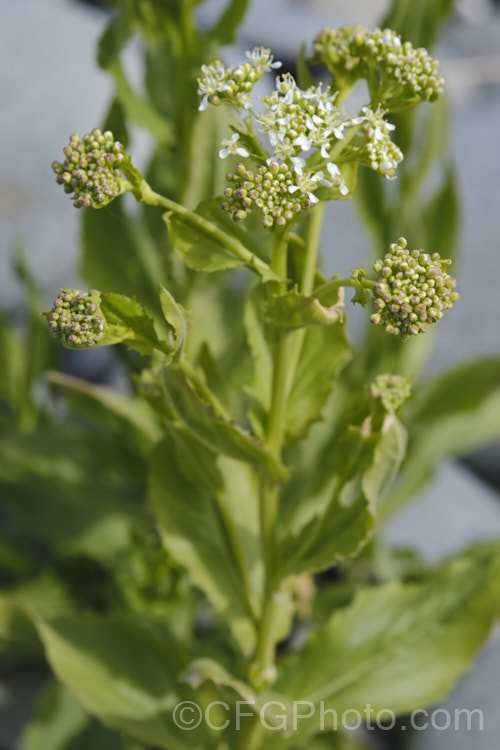 Field Pennycress (<i>Thlaspi arvense</i>), a Eurasian hardy annual that has become a minor weed in temperate to subarctic regions. It can reach 60cm tall but is often smaller and much of the plant is made up of seedheads. Although considered to be a weed, it has some potential as a source of bio-diesel
