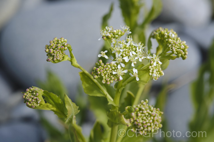Field Pennycress (<i>Thlaspi arvense</i>), a Eurasian hardy annual that has become a minor weed in temperate to subarctic regions. It can reach 60cm tall but is often smaller and much of the plant is made up of seedheads. Although considered to be a weed, it has some potential as a source of bio-diesel