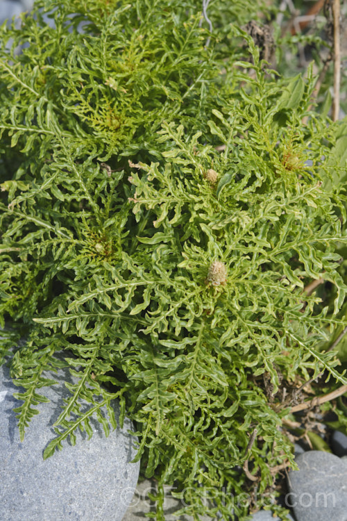 Wild Mignonette (<i>Reseda luteola</i>), a 50cm–13m high annual or short-lived perennial originally found from Europe to central Asia. It is sometimes cultivated as a cottage garden plant and also naturalises freely