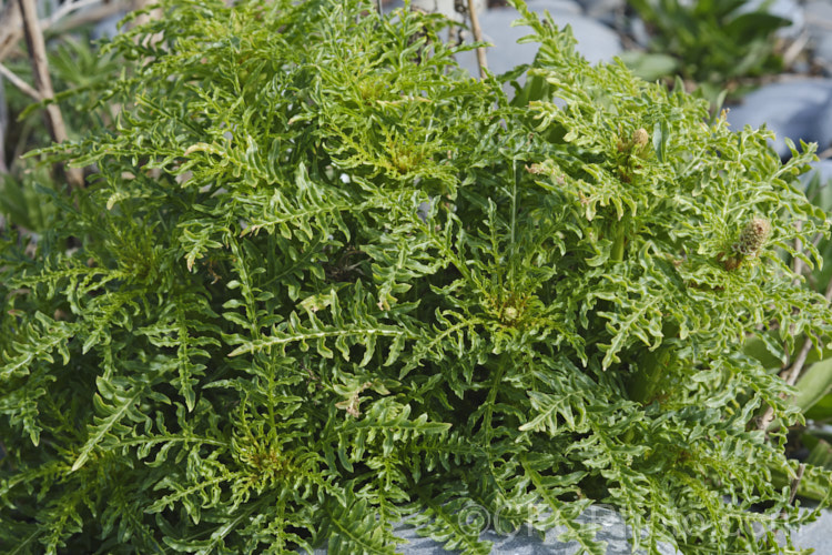 Wild Mignonette (<i>Reseda luteola</i>), a 50cm–13m high annual or short-lived perennial originally found from Europe to central Asia. It is sometimes cultivated as a cottage garden plant and also naturalises freely