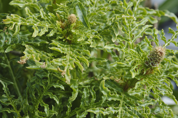 Wild Mignonette (<i>Reseda luteola</i>), a 50cm–13m high annual or short-lived perennial originally found from Europe to central Asia. It is sometimes cultivated as a cottage garden plant and also naturalises freely