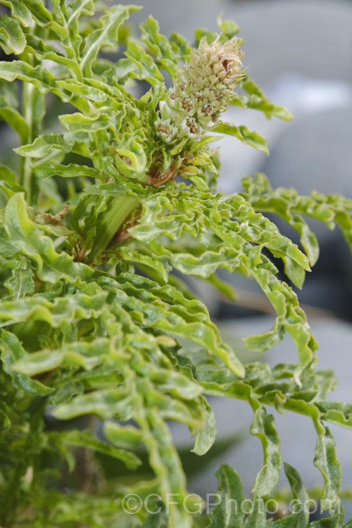Wild Mignonette (<i>Reseda luteola</i>), a 50cm–13m high annual or short-lived perennial originally found from Europe to central Asia. It is sometimes cultivated as a cottage garden plant and also naturalises freely