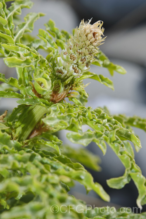Wild Mignonette (<i>Reseda luteola</i>), a 50cm–13m high annual or short-lived perennial originally found from Europe to central Asia. It is sometimes cultivated as a cottage garden plant and also naturalises freely