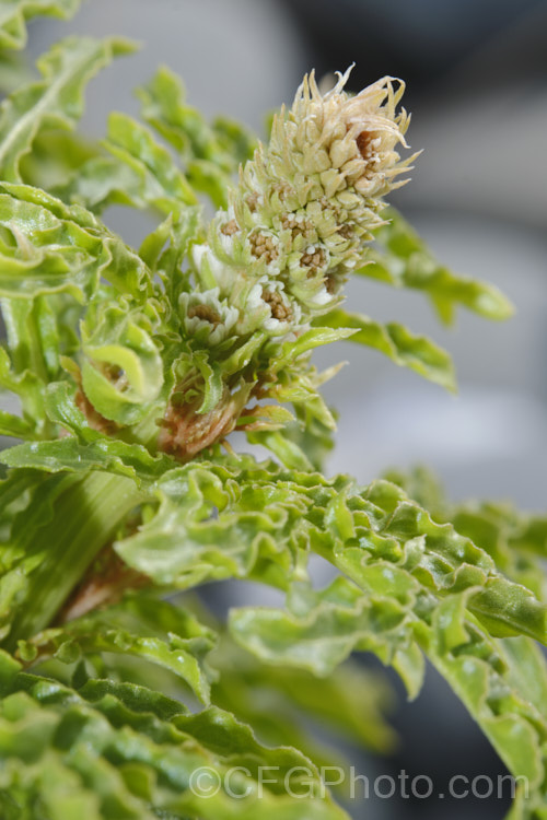 Wild Mignonette (<i>Reseda luteola</i>), a 50cm–13m high annual or short-lived perennial originally found from Europe to central Asia. It is sometimes cultivated as a cottage garden plant and also naturalises freely