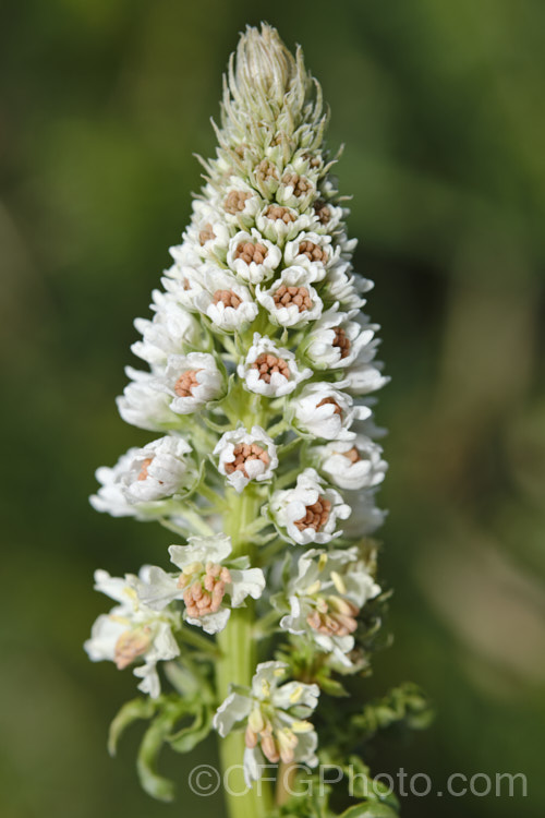 Wild Mignonette (<i>Reseda luteola</i>), a 50cm–13m high annual or short-lived perennial originally found from Europe to central Asia. It is sometimes cultivated as a cottage garden plant and also naturalises freely