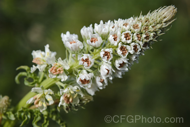 Wild Mignonette (<i>Reseda luteola</i>), a 50cm–13m high annual or short-lived perennial originally found from Europe to central Asia. It is sometimes cultivated as a cottage garden plant and also naturalises freely.