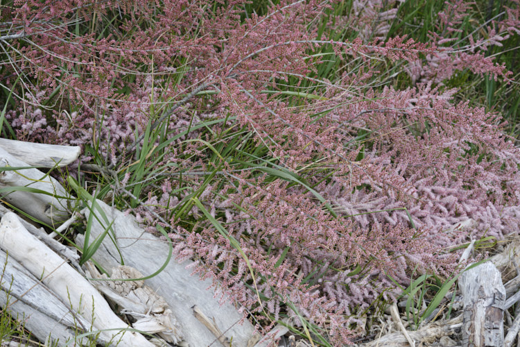 Early Tamarisk (<i>Tamarix parviflora</i>), a large deciduous shrub or small tree native to Europe that is often found in coastal areas. Its branches have a somewhat arching habit and the plant can be distinguished from most of the other commonly grown tamarisks in that it flowers on the old wood in spring, rather than on the new growth in summer. The flower colour ranges from pale greyish pink to a dusky reddish pink