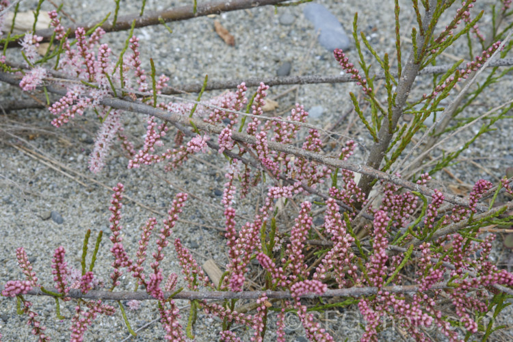 Early Tamarisk (<i>Tamarix parviflora</i>), a large deciduous shrub or small tree native to Europe that is often found in coastal areas. Its branches have a somewhat arching habit and the plant can be distinguished from most of the other commonly grown tamarisks in that it flowers on the old wood in spring, rather than on the new growth in summer. The flower colour ranges from pale greyish pink to a dusky reddish pink